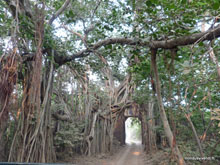 Porte Banyan - Ranthambore - Inde